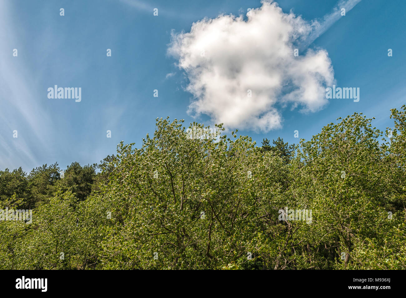forest with a beautiful blue sky above it with a cloud Stock Photo - Alamy