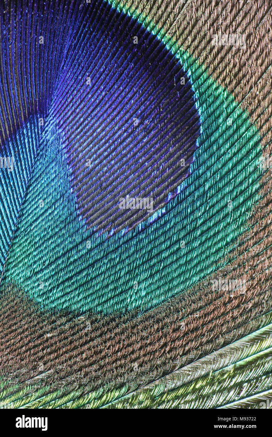 Indian male peacock hi-res stock photography and images - Alamy