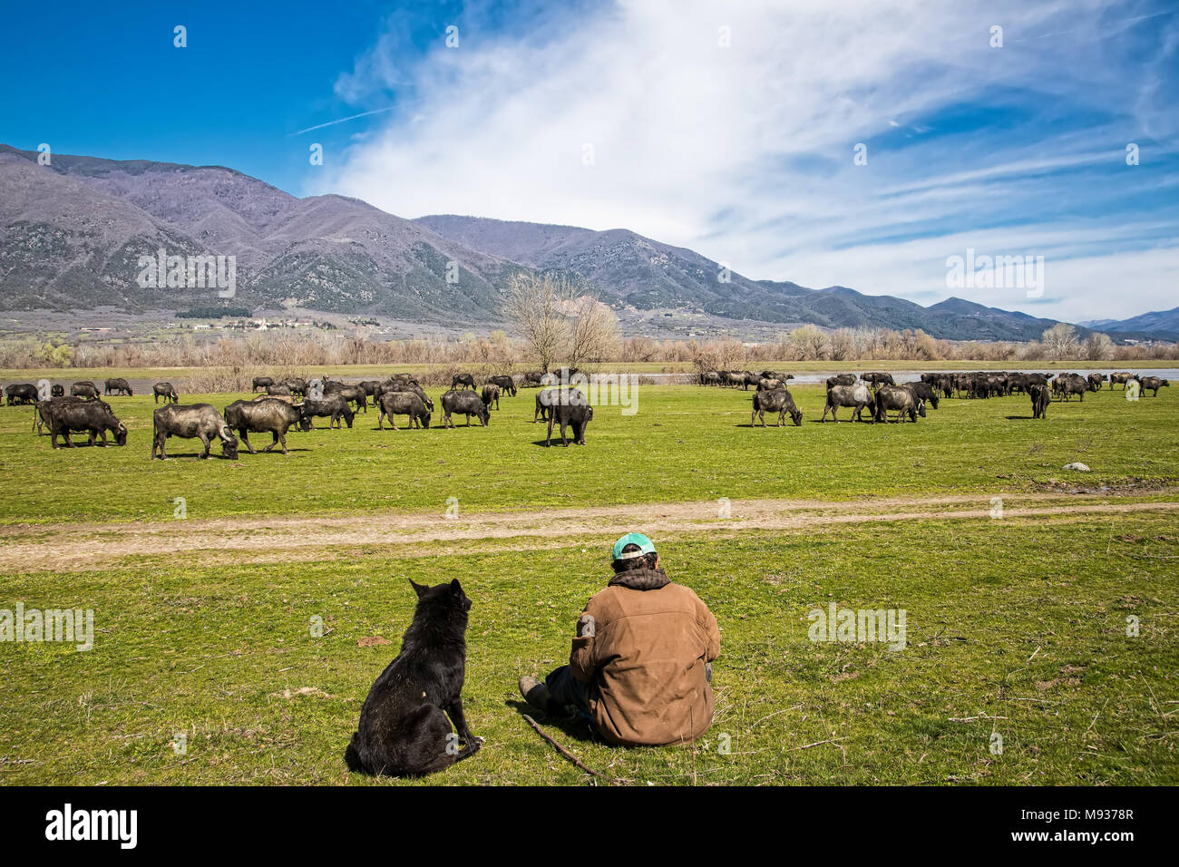 Buffalo grazing next to the river Strymon in Northern Greece. Stock Photo