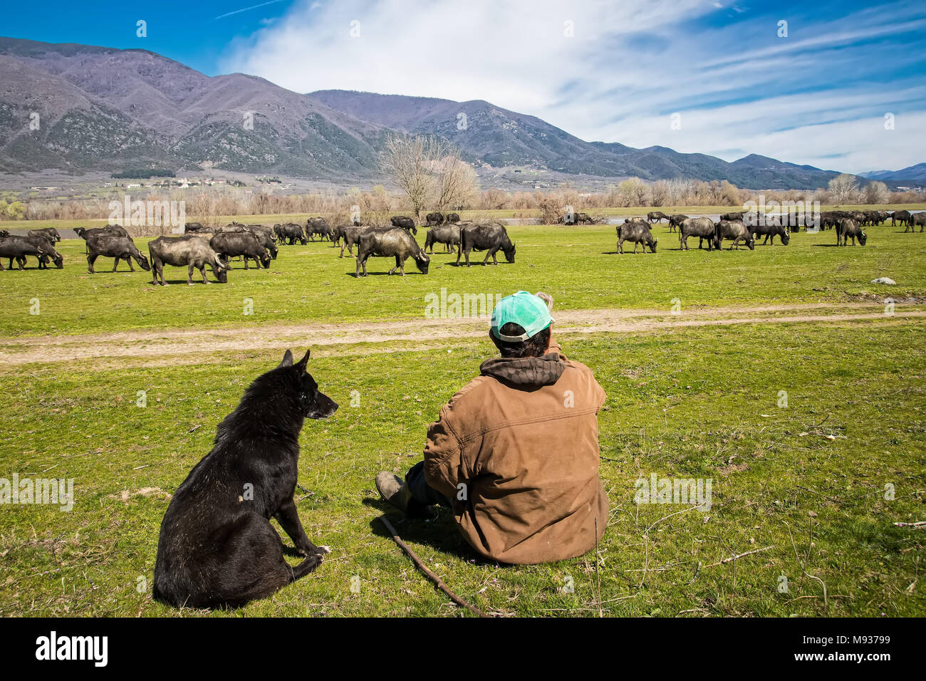 Buffalo grazing next to the river Strymon in Northern Greece. Stock Photo