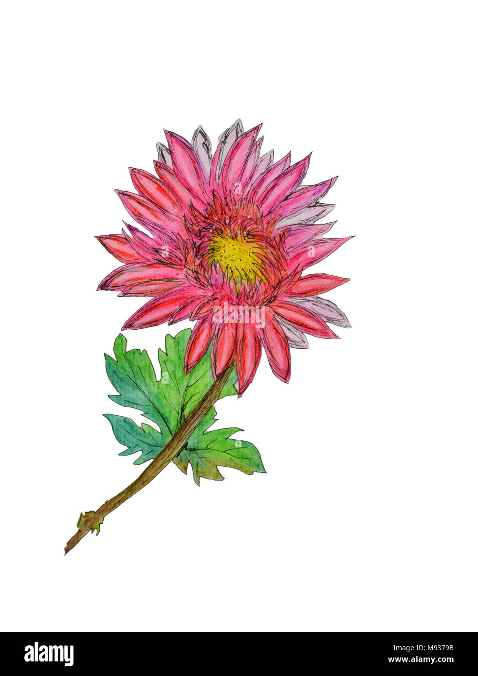 https://c8.alamy.com/comp/M9379B/watercolor-hand-painted-chrysanthemum-can-be-used-as-background-for-wedding-invitations-greeting-cards-postcards-patterns-textile-design-wallpap-M9379B.jpg