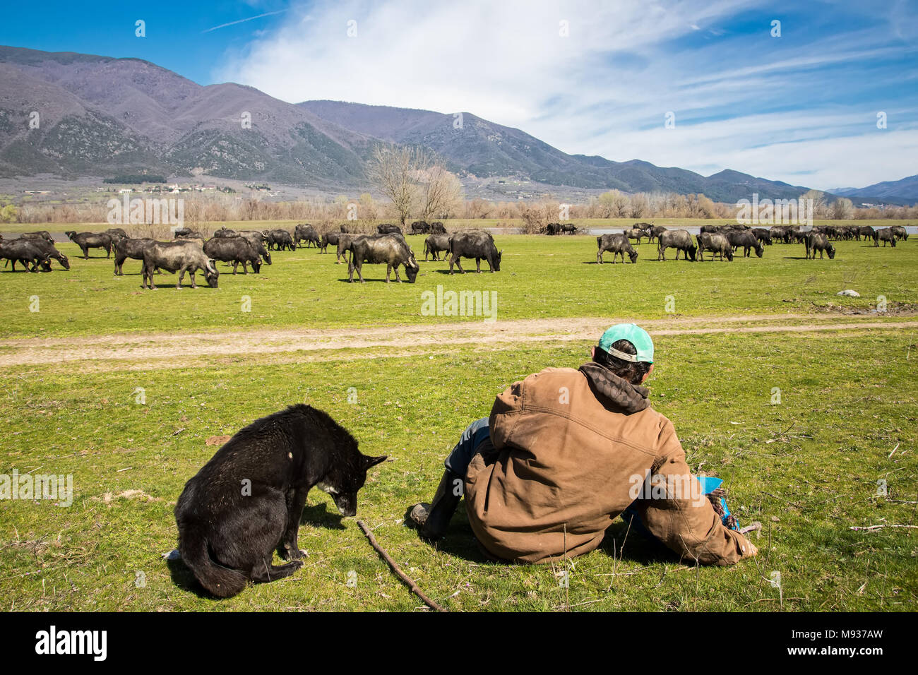 Buffalo grazing next to the river Strymon in Northern Greece. Stock Photo