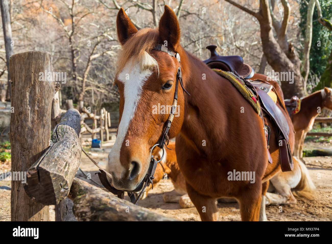 horses standing along a fence. Stock Photo