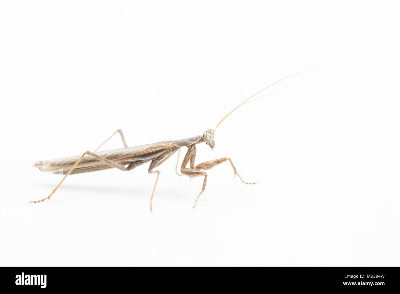 Praying mantis Ameles decolor, photographed in a studio on a white background Tuscany Italy. Stock Photo