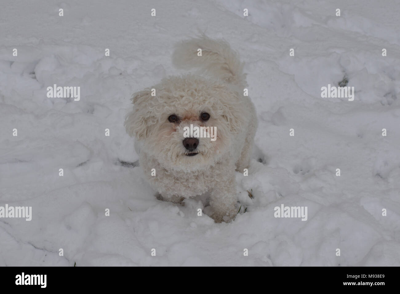 Frosty, the Bichon Frise, playing in the snow. Stock Photo