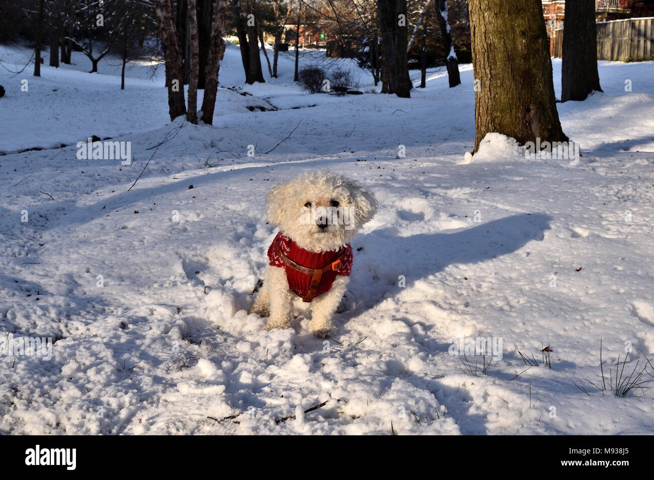 Frosty, the Bichon Frise, playing in the snow. Stock Photo