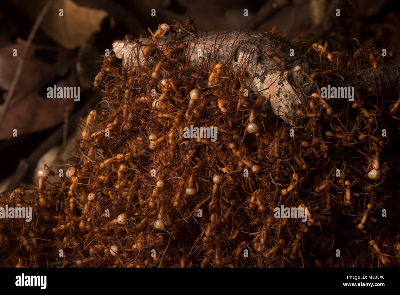 A teeming horde of army ants uses their own bodies to construct their temporary home, this mobile ant nest is called a bivouac for army ants Stock Photo