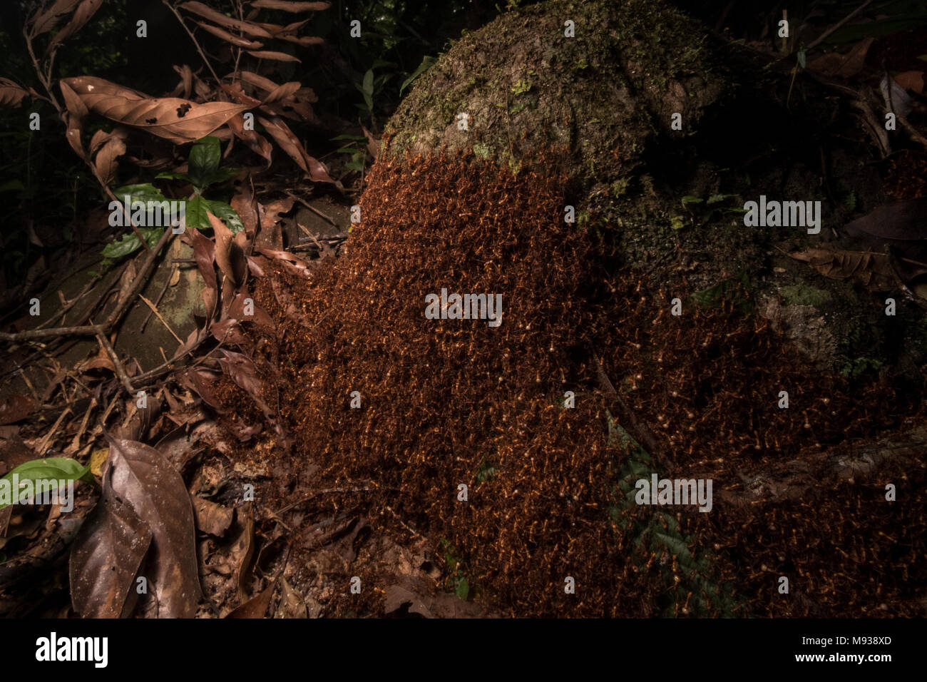 A teeming horde of army ants uses their own bodies to construct their temporary home, this mobile ant nest is called a bivouac for army ants Stock Photo