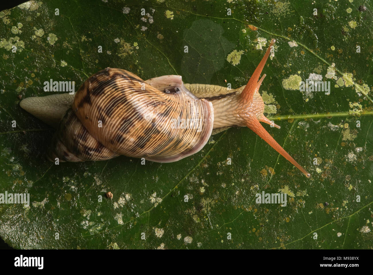 A macro photo of a tropical forest snail from the Peruvian rainforest. Stock Photo