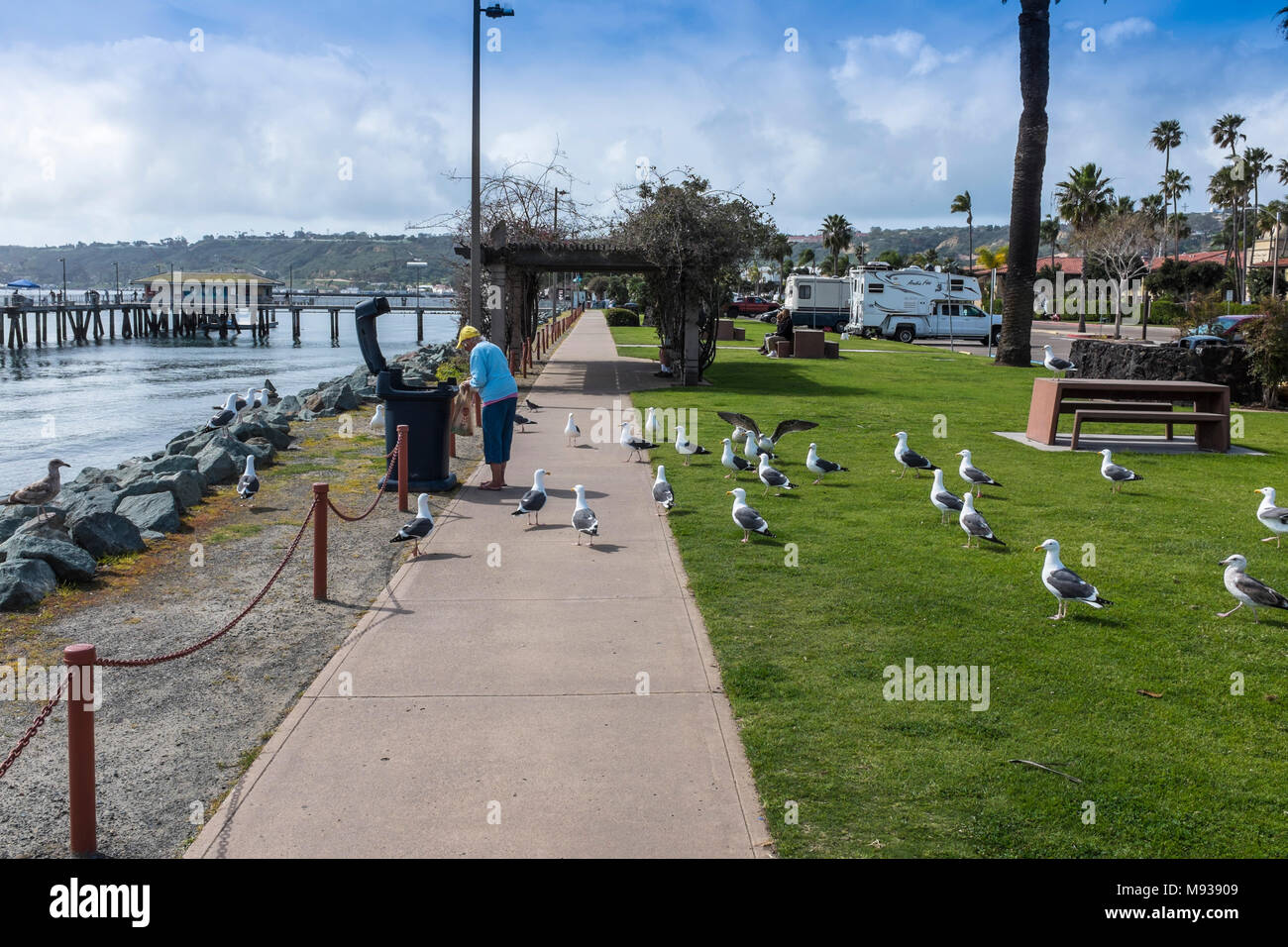 SAN DIEGO, CALIFORNIA, USA - Seagulls feeding on the waterfront at Shelter Island in San Diego. Stock Photo
