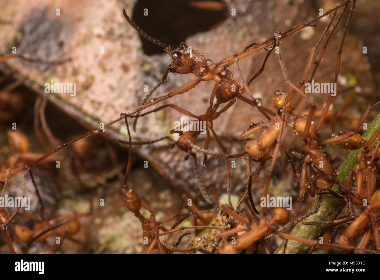 Army ants (Eciton hamatum) use their own bodies to construct a nest, here a worker ant is stretched in opposite directions as he forms a living bridge. Stock Photo