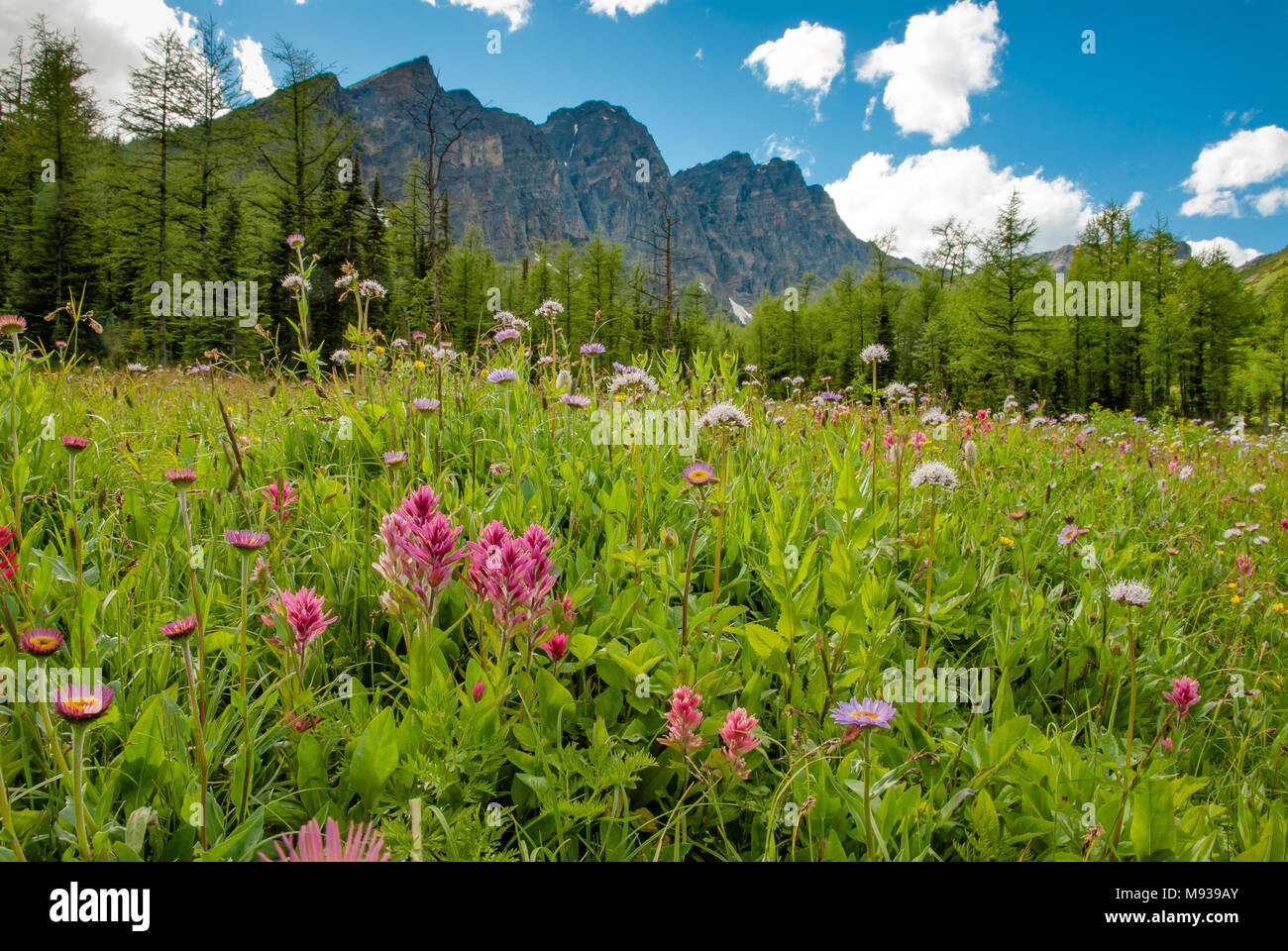 The alpine wildflower meadow along Panorama Ridge in Banff National Park in Alberta, Canada. Stock Photo