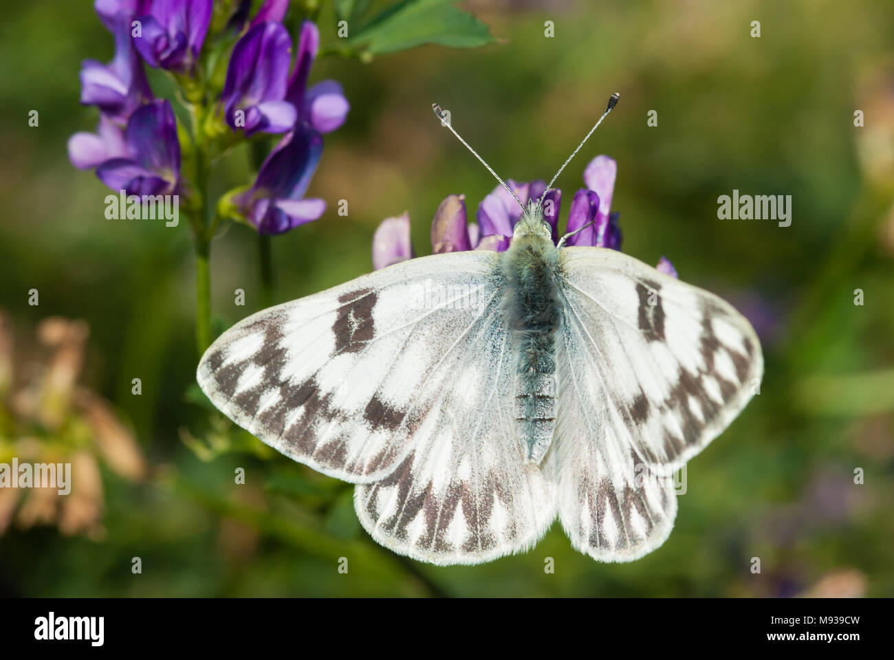 Western white butterfly, Pontia occidentalis, feeding from alfalfa ...