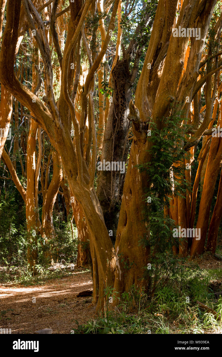 Parque nacional los arrayanes hi-res stock photography and images - Alamy