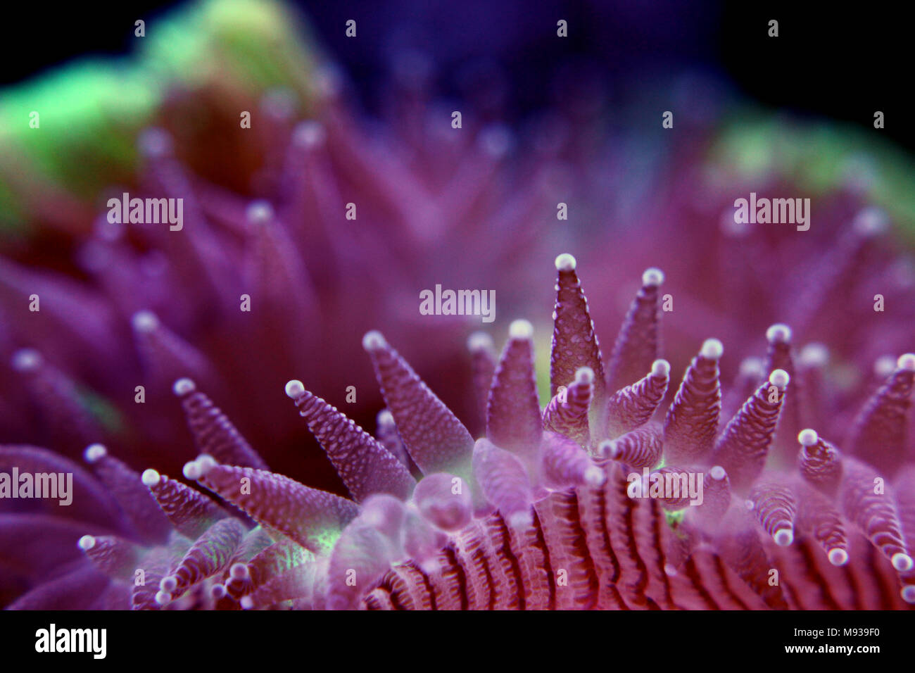 Open brain sp. coral in reef aquarium Stock Photo