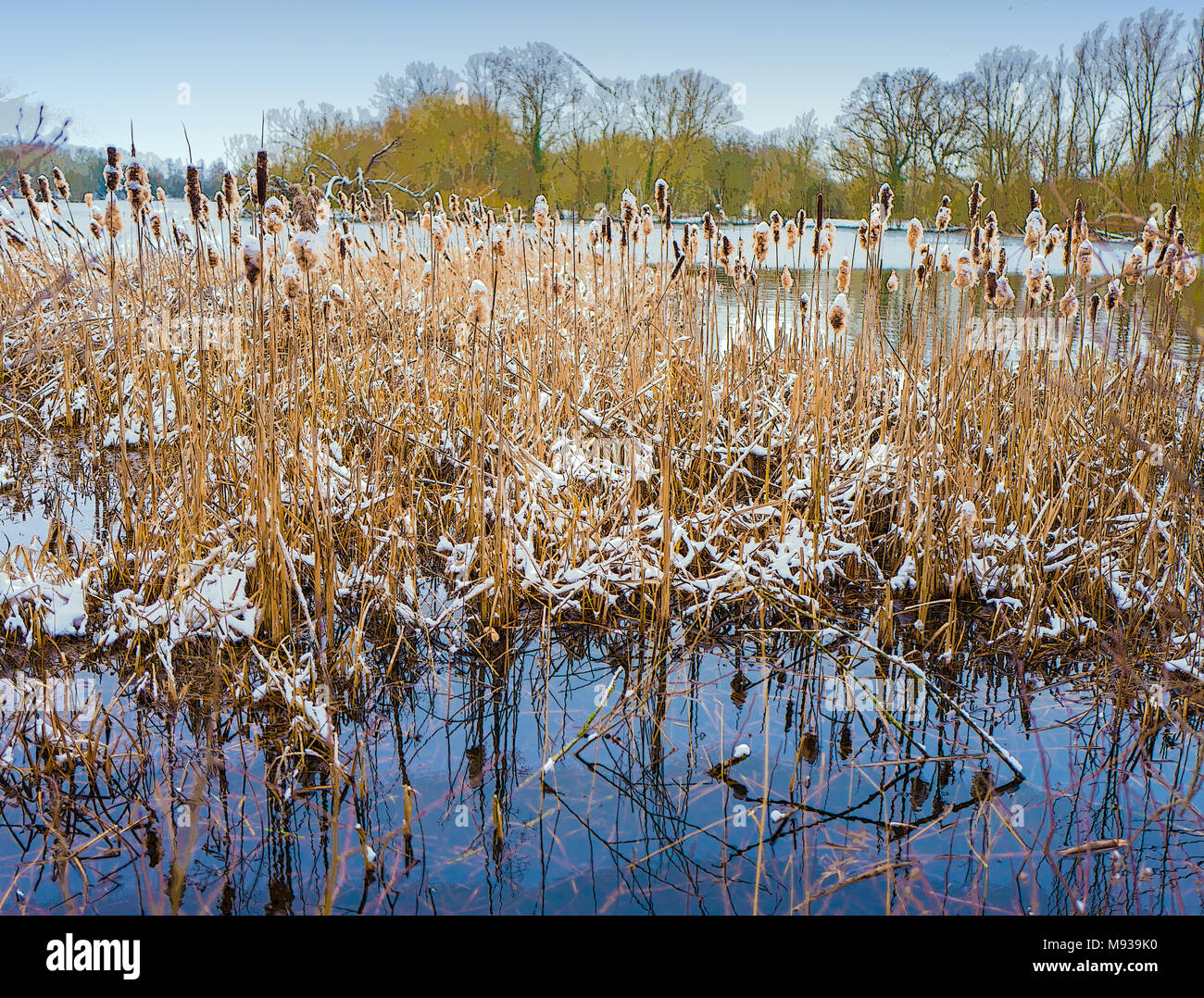 Winter snow covered reed bed Stock Photo - Alamy