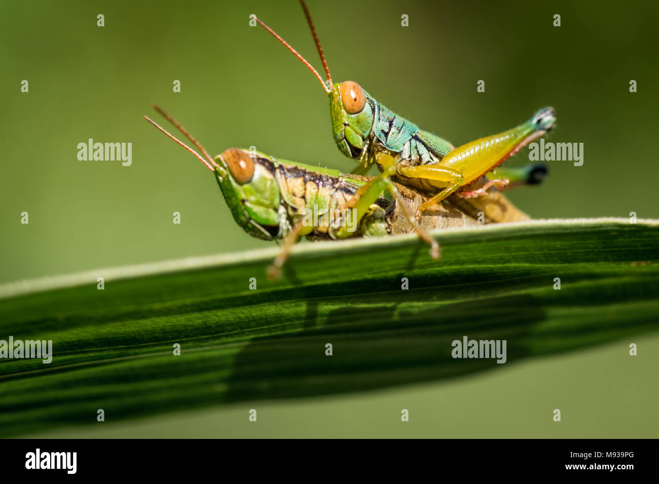 Macro photo of Caryanda spuria mating grasshoppers in the act of copulation. Caryanda spuria is known as short-horned grasshopper. A plant pest Stock Photo