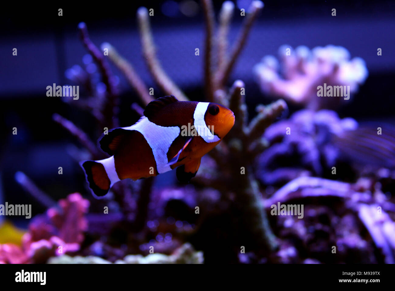 Real nemo in reef aquarium tank Stock Photo Alamy