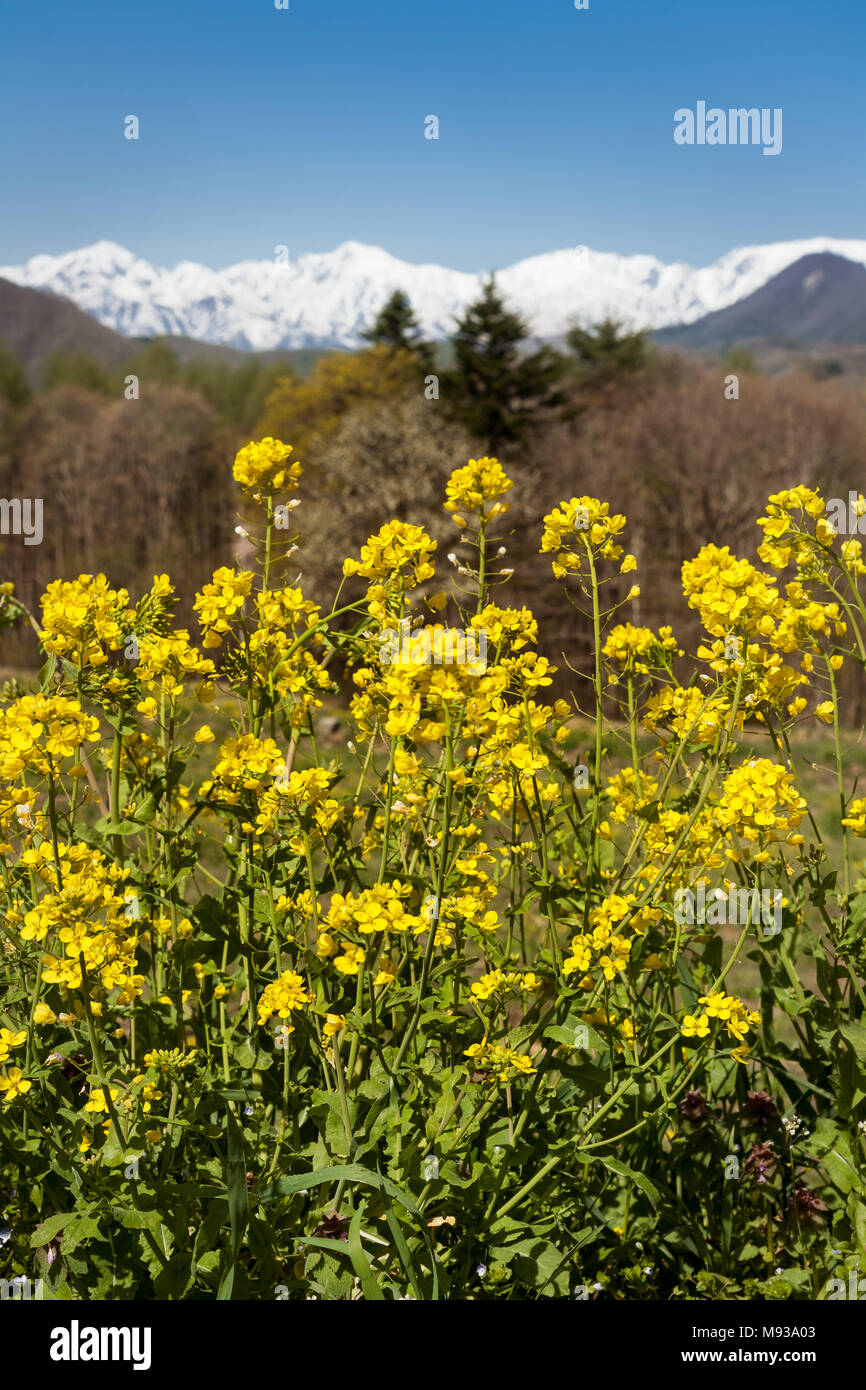 Rapeseed Oil Plants with yellow flowers blooming. Brassica napus flowers with snowcapped mountain background. Rural scene in Japan. Springtime scenics Stock Photo