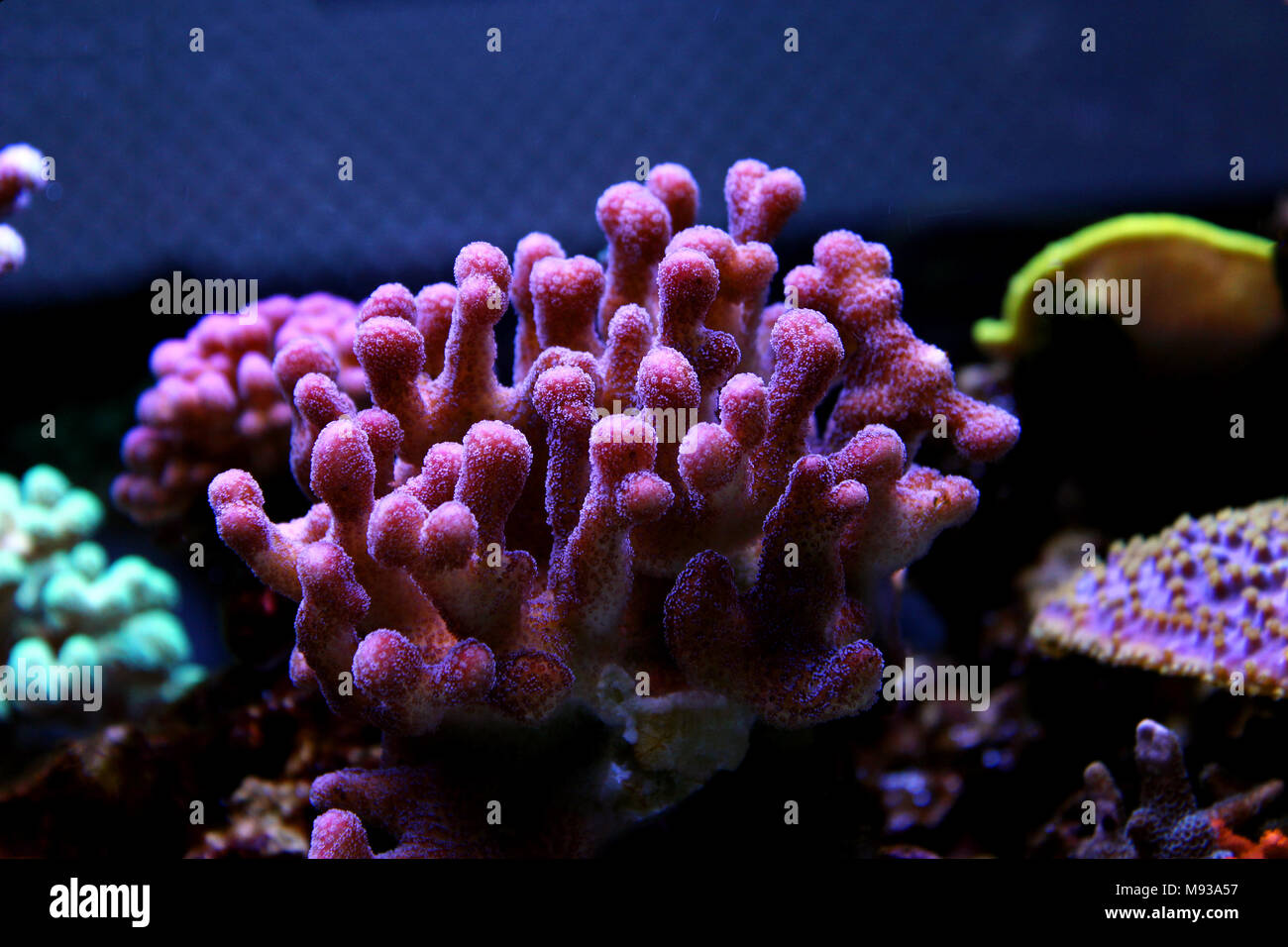 Large stony coral Stylophora sp Stock Photo Alamy