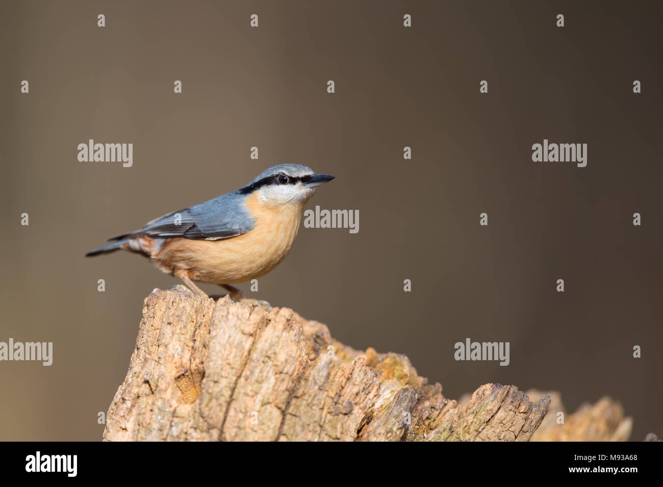 Nuthatch perched on an old wooden tree stump Stock Photo