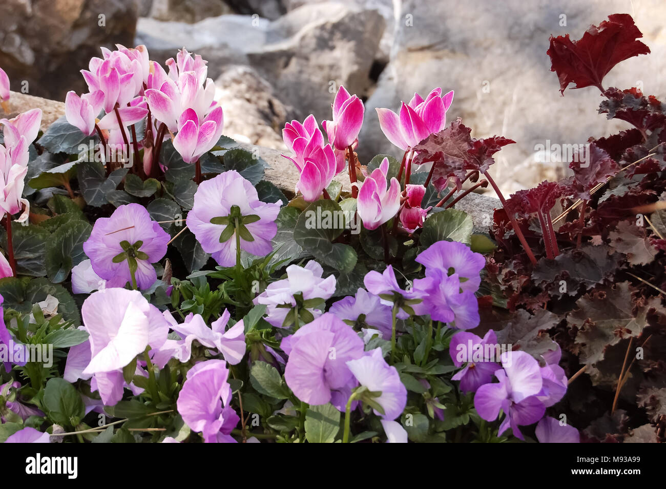 Beautiful flowers of pink cyclamen and purple pansies near the stones on the flowerbed in the spring. Stock Photo