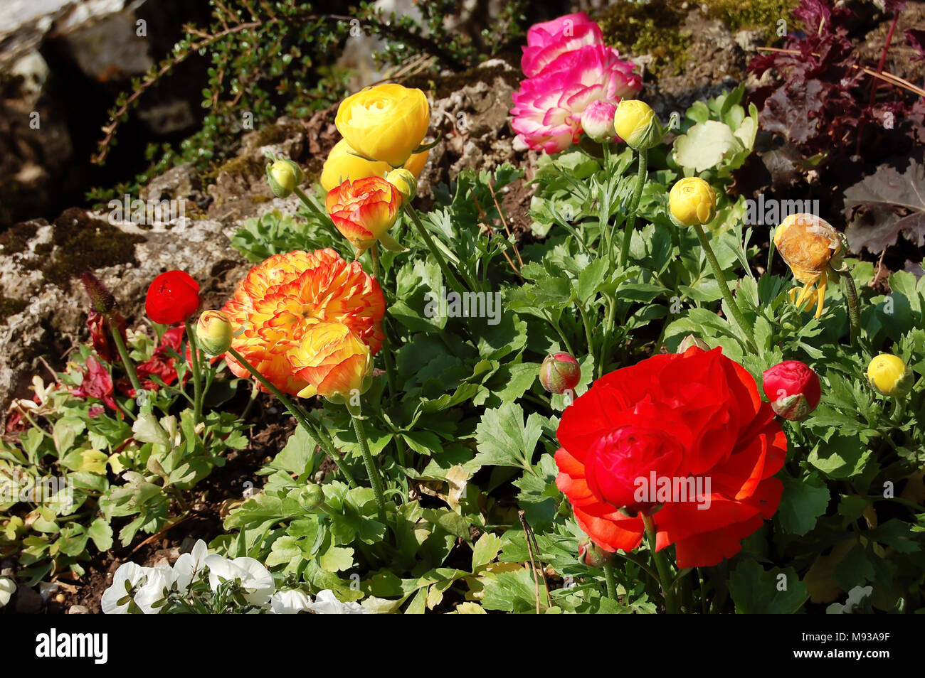 Beautiful bright spring flowers trollius on a flower bed. Stock Photo