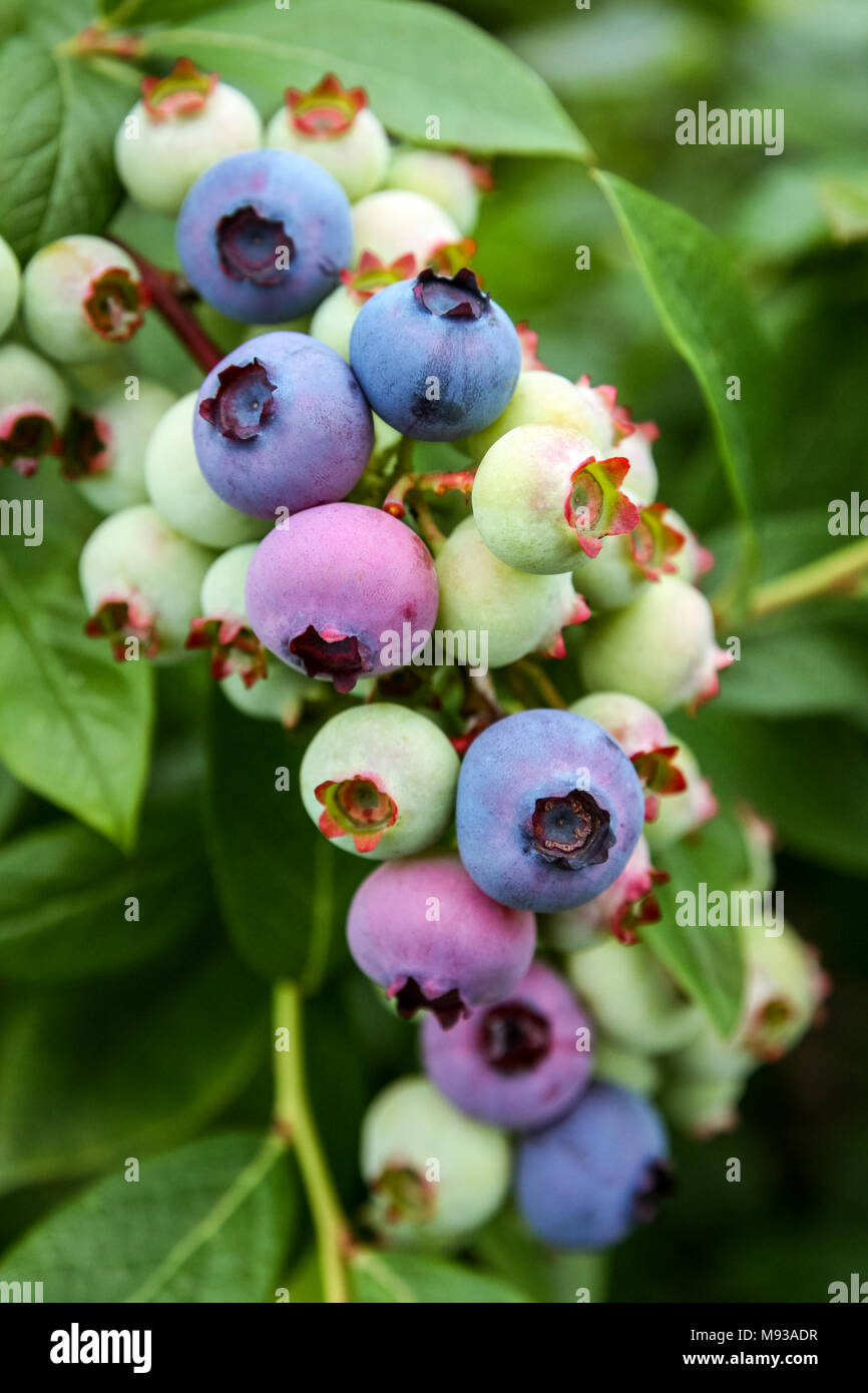 Bunch of beautifully colored Blueberries in various states of aging on