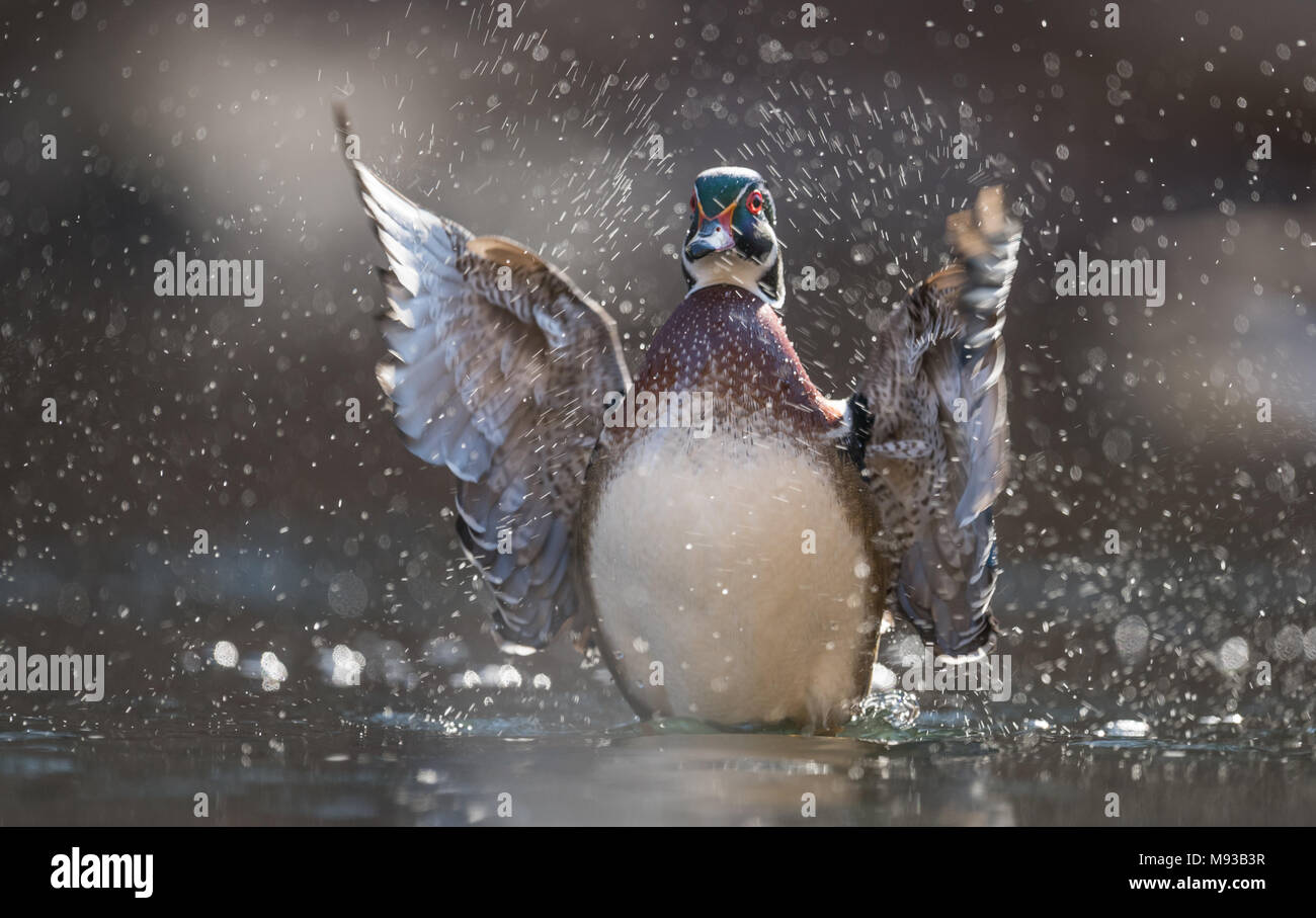 Wood Duck in Pennsylvania Stock Photo Alamy