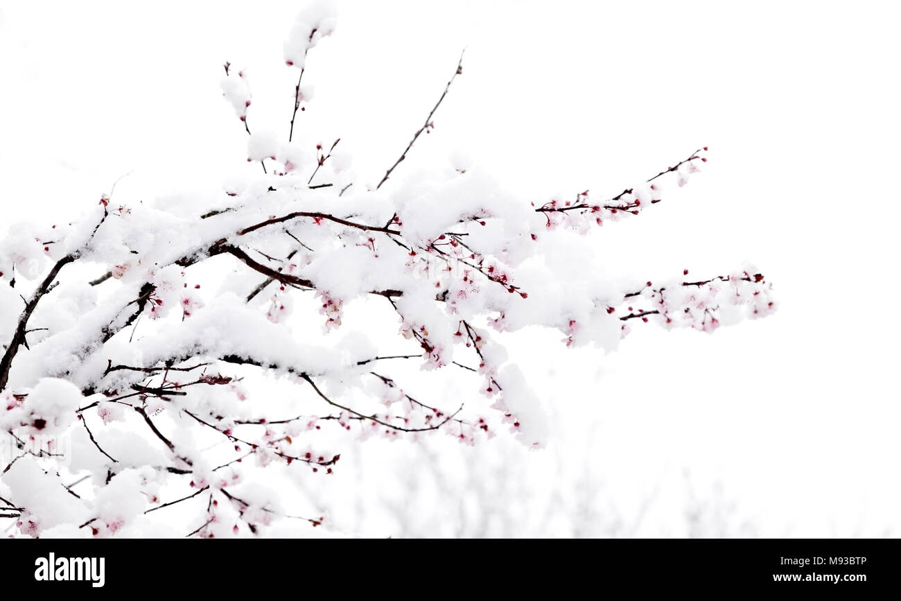 A cold and snowy start to spring. Dogwood blossoms covered in wet snow. Stock Photo