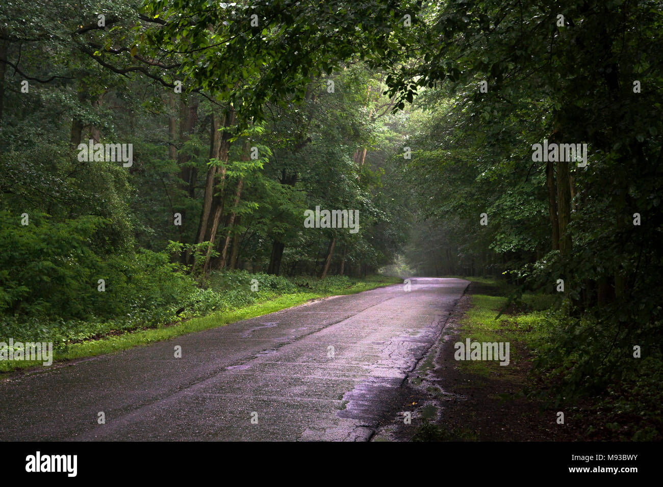 Old asphalt road called Greiser Road winding through green forests of Wielkopolska National Park, Poland Stock Photo