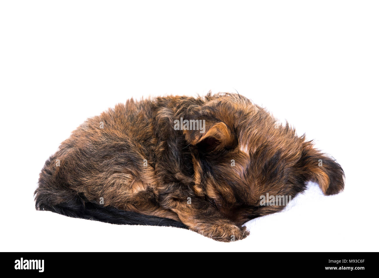 The Yorkshire Terrier is a small dog breed of terrier type, developed during the 19th century in Yorkshire, England, to catch rats in clothing mills. Stock Photo