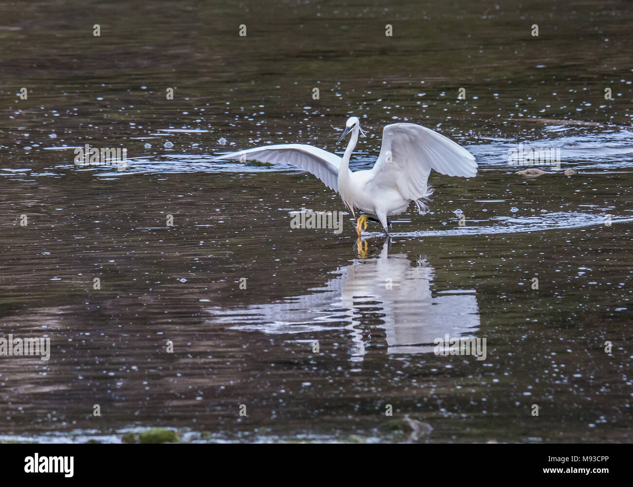 the egrets and the heron feed on the Eo estuary Stock Photo