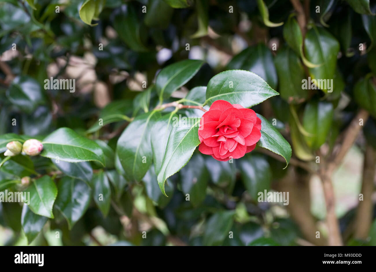 Camellia japonica 'Ace of Hearts' flower. Stock Photo