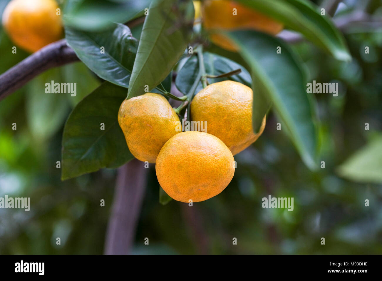 Citrus reticulata 'Okitsu' fruit growing in a protected environment. Stock Photo