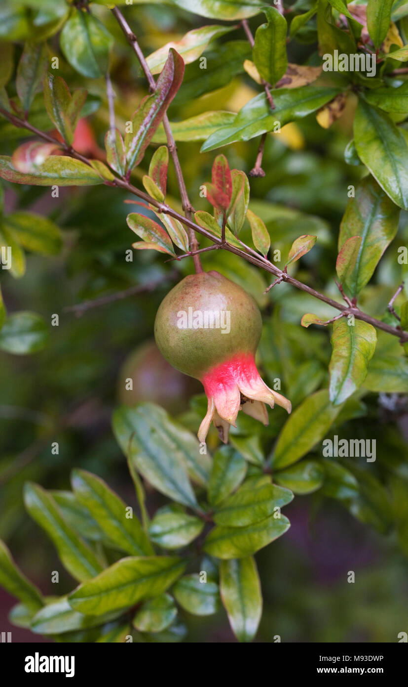 Punica granatum var. nana fruiting in the UK. Pomegranate fruiting in the UK. Stock Photo