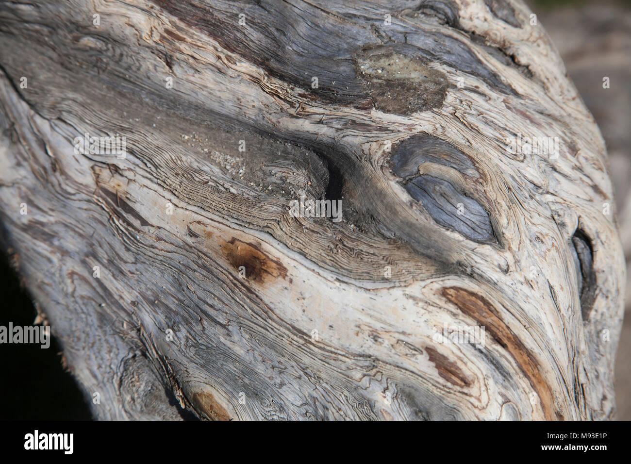 Curves and swirls in the peeling bark of an Australian Tea Tree Stock Photo