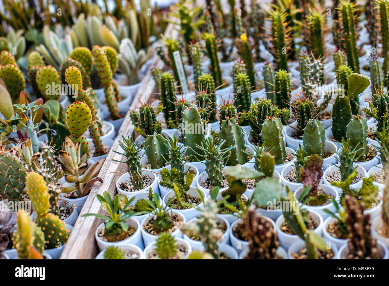 Selection of interesting shapes of numerous potted cactus plant species displayed in Budapest Zoo and Botanical Garden for visiting tourists to see Stock Photo