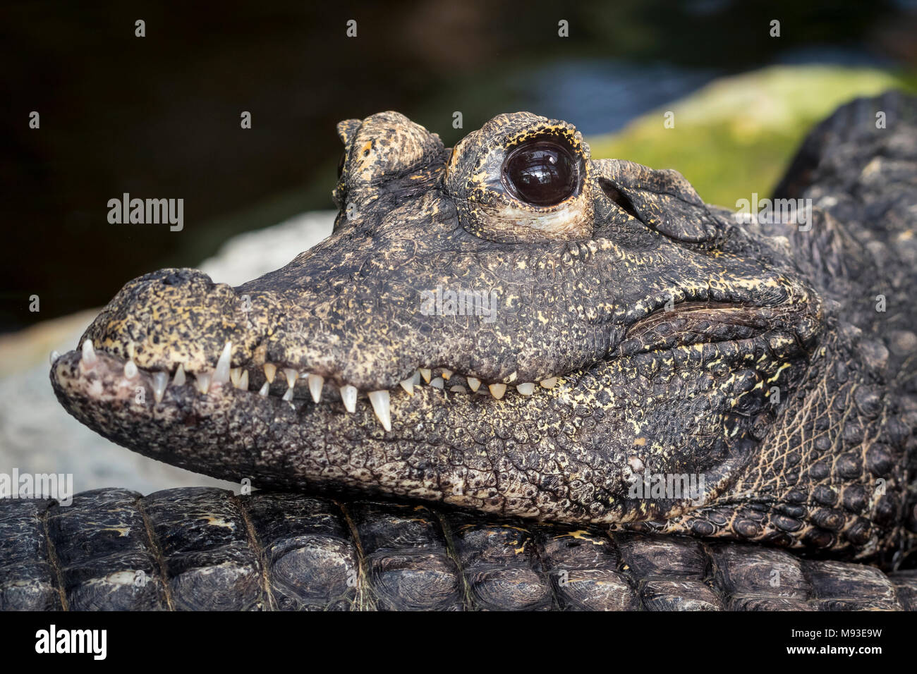 Close up of a crocodile Stock Photo