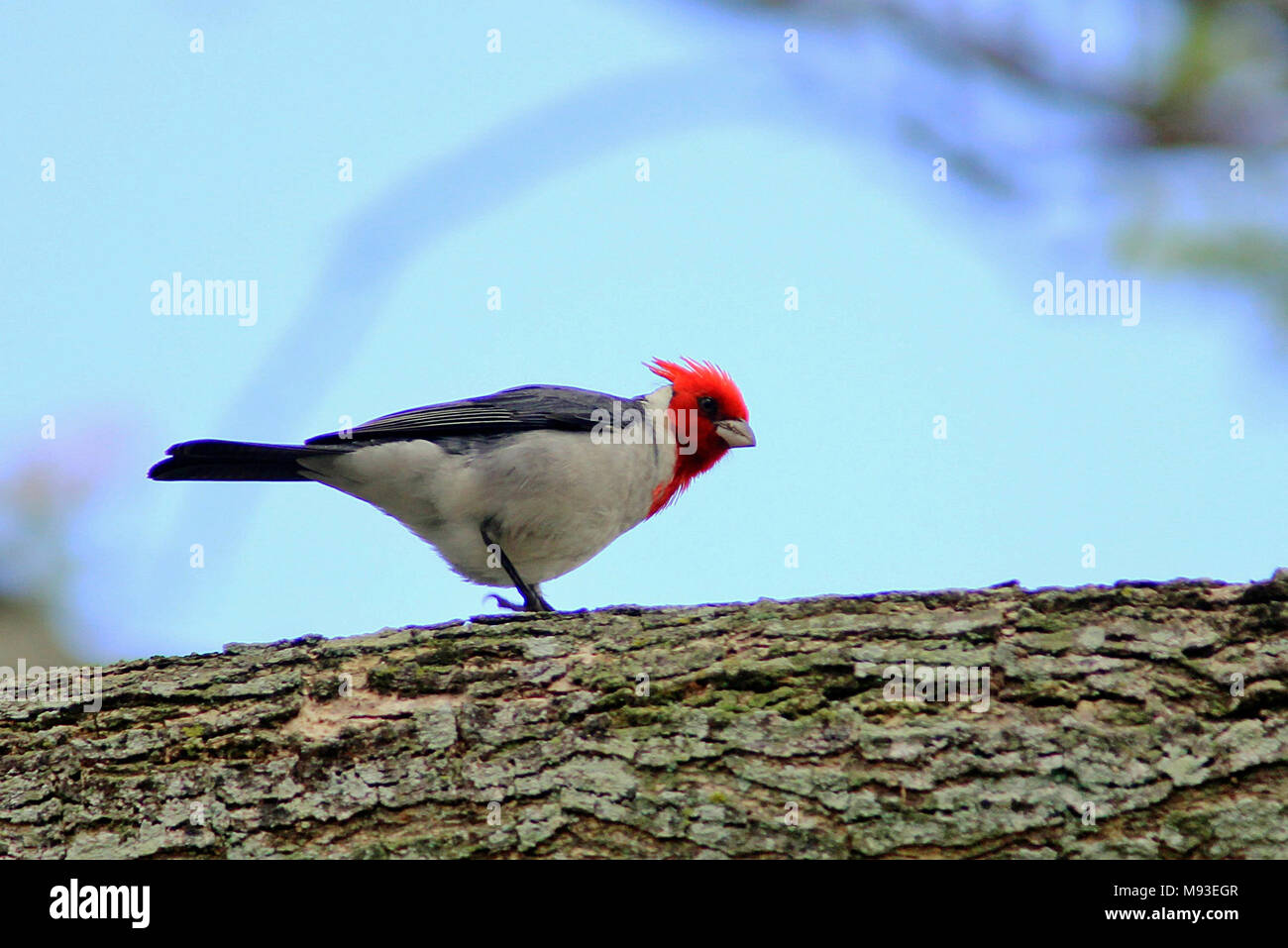 Red crested Cardinal (Paroaria coronata) sitting on a branch in Kaneohe on the island of Maui, in the Hawaiian Islands. Stock Photo