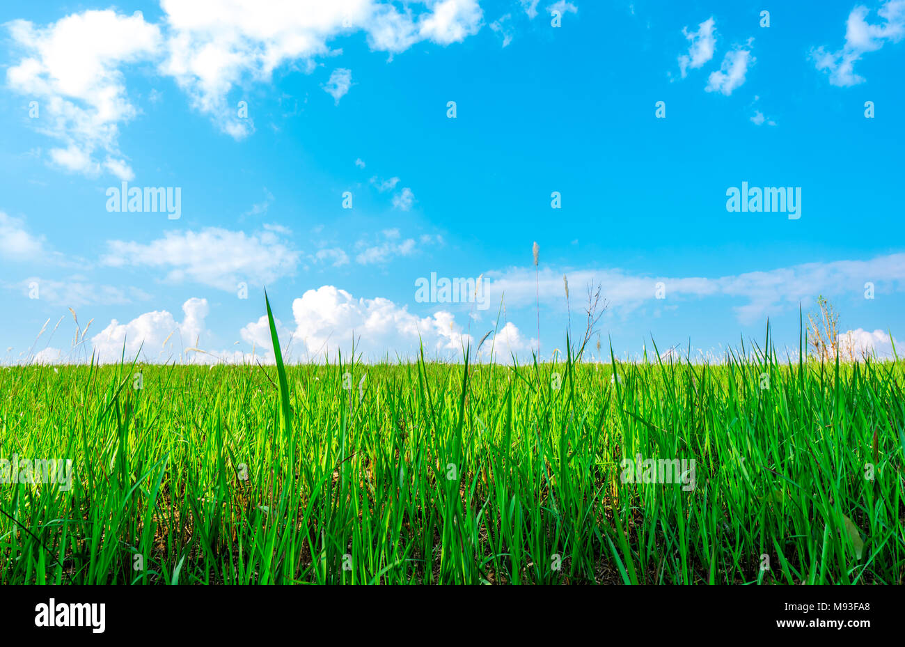 Beautiful green grass field on sunshine day with blue sky and white ...