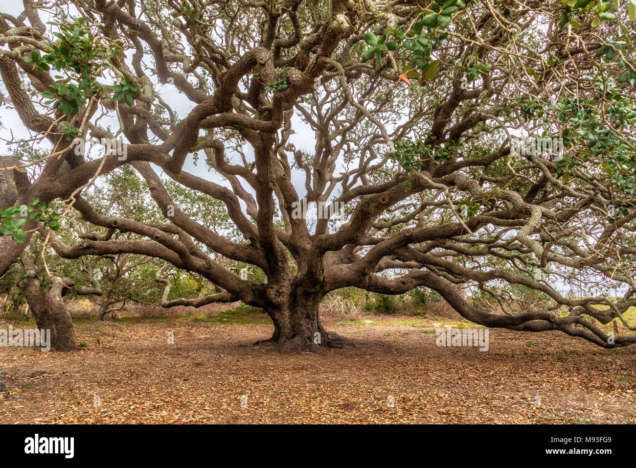 Live Oak trees near the Big Tree Live Oak, which is more that 1000