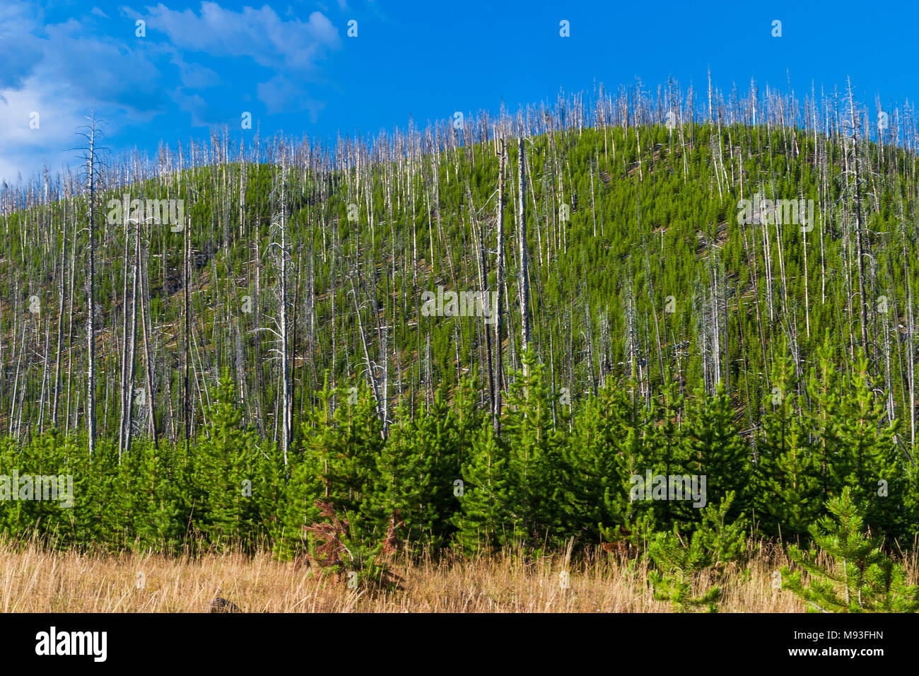Re-growth of Lodge Pole Pines after disastrous fire burned thousands of acres in Yellowstone National Park, Wyoming. Stock Photo