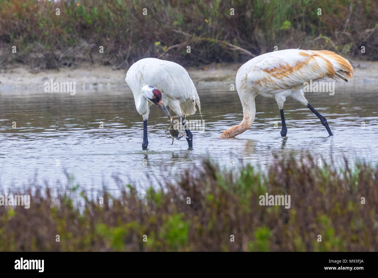 Whooping Cranes in Aransas National Wildlife Refuge Stock Photo