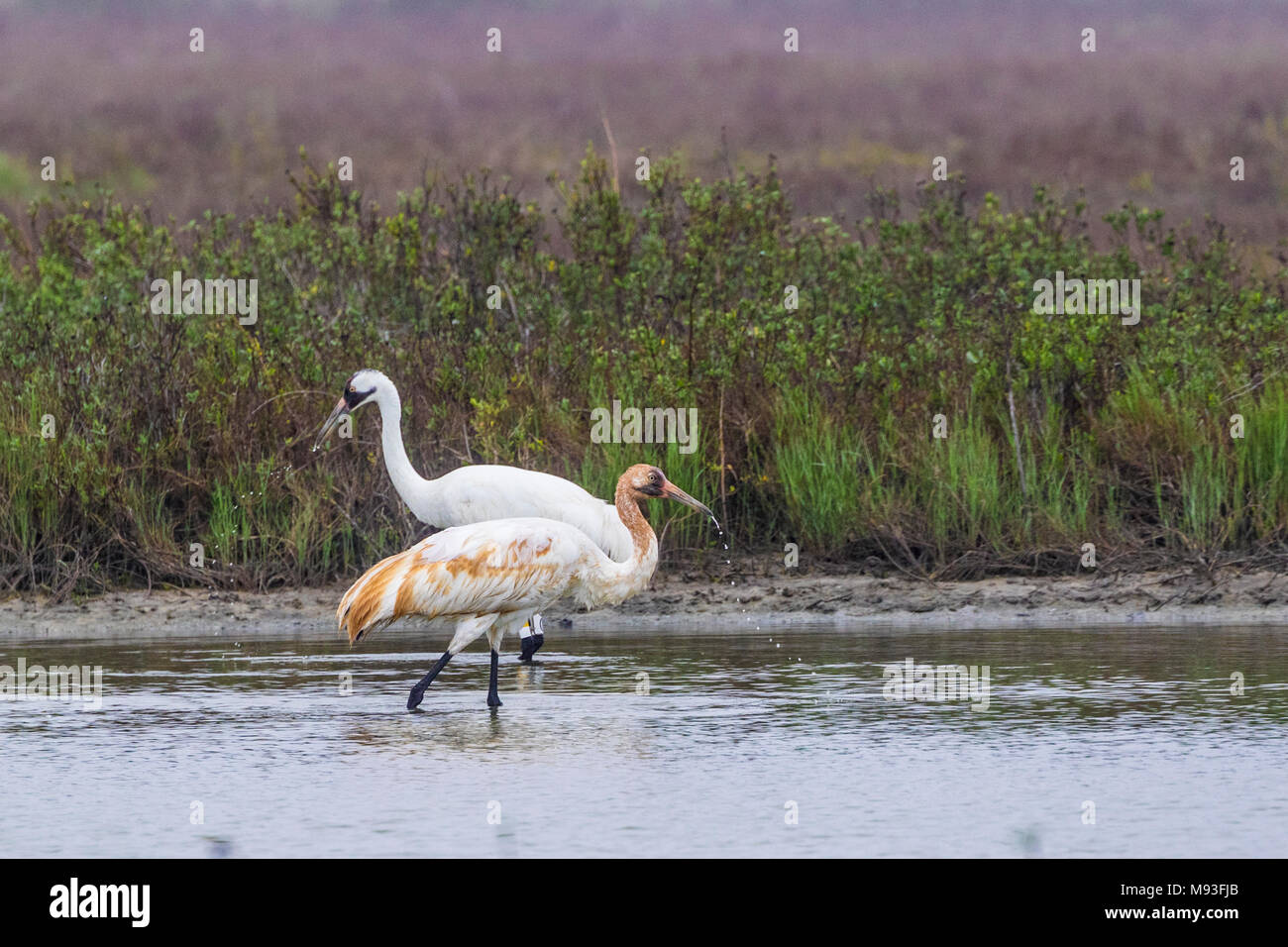 Whooping Cranes in Aransas National Wildlife Refuge on a misty, foggy morning Stock Photo