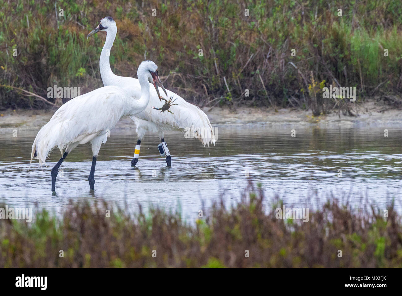 Whooping Cranes in Aransas National Wildlife Refuge Stock Photo