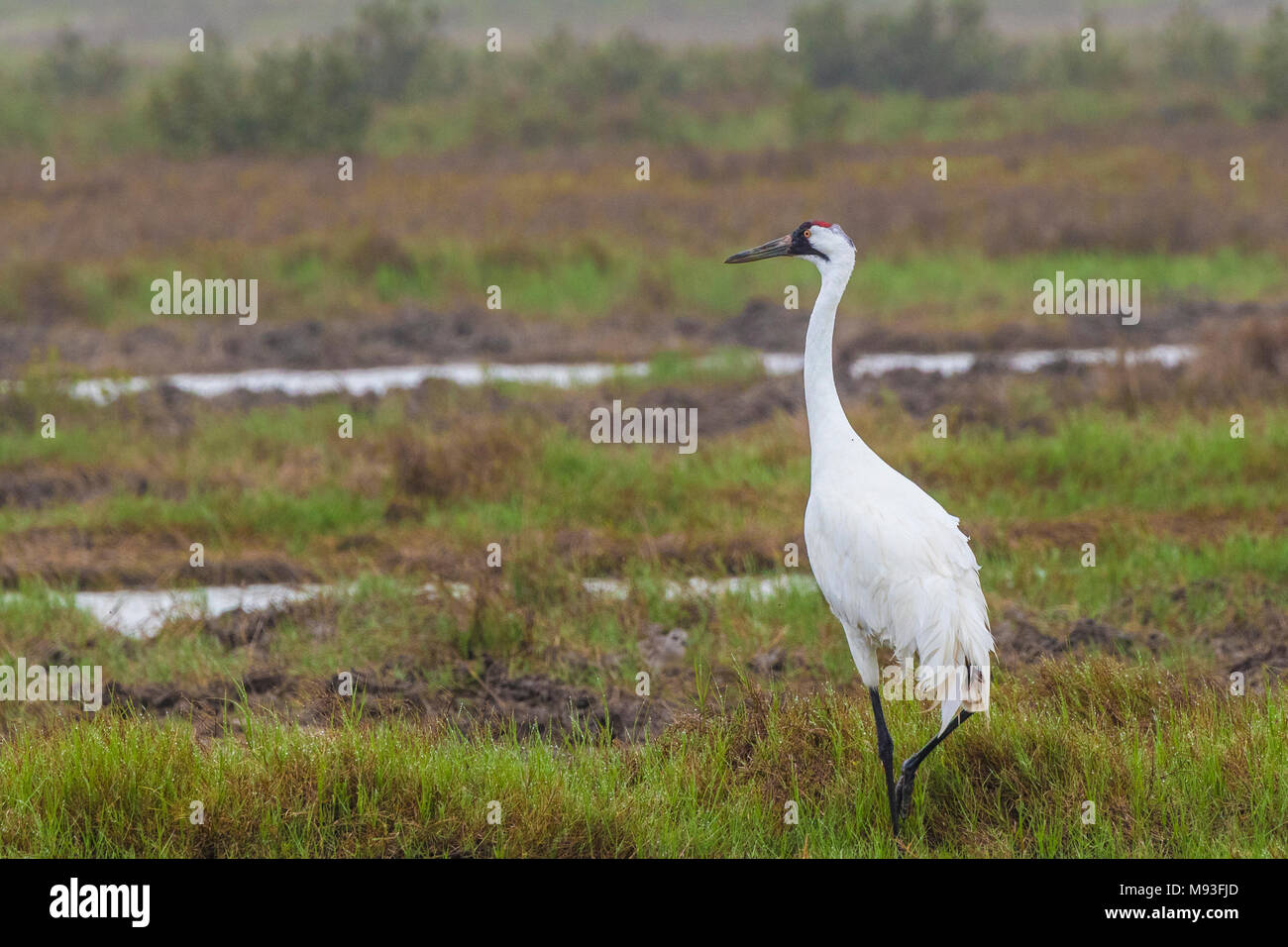 Whooping Cranes in Aransas National Wildlife Refuge on a misty, foggy morning Stock Photo