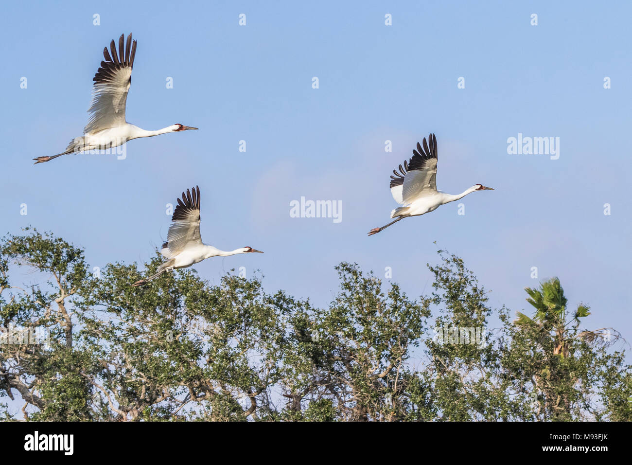 Whooping Cranes taking off in flight over Aransas National Wildlife Refuge Stock Photo