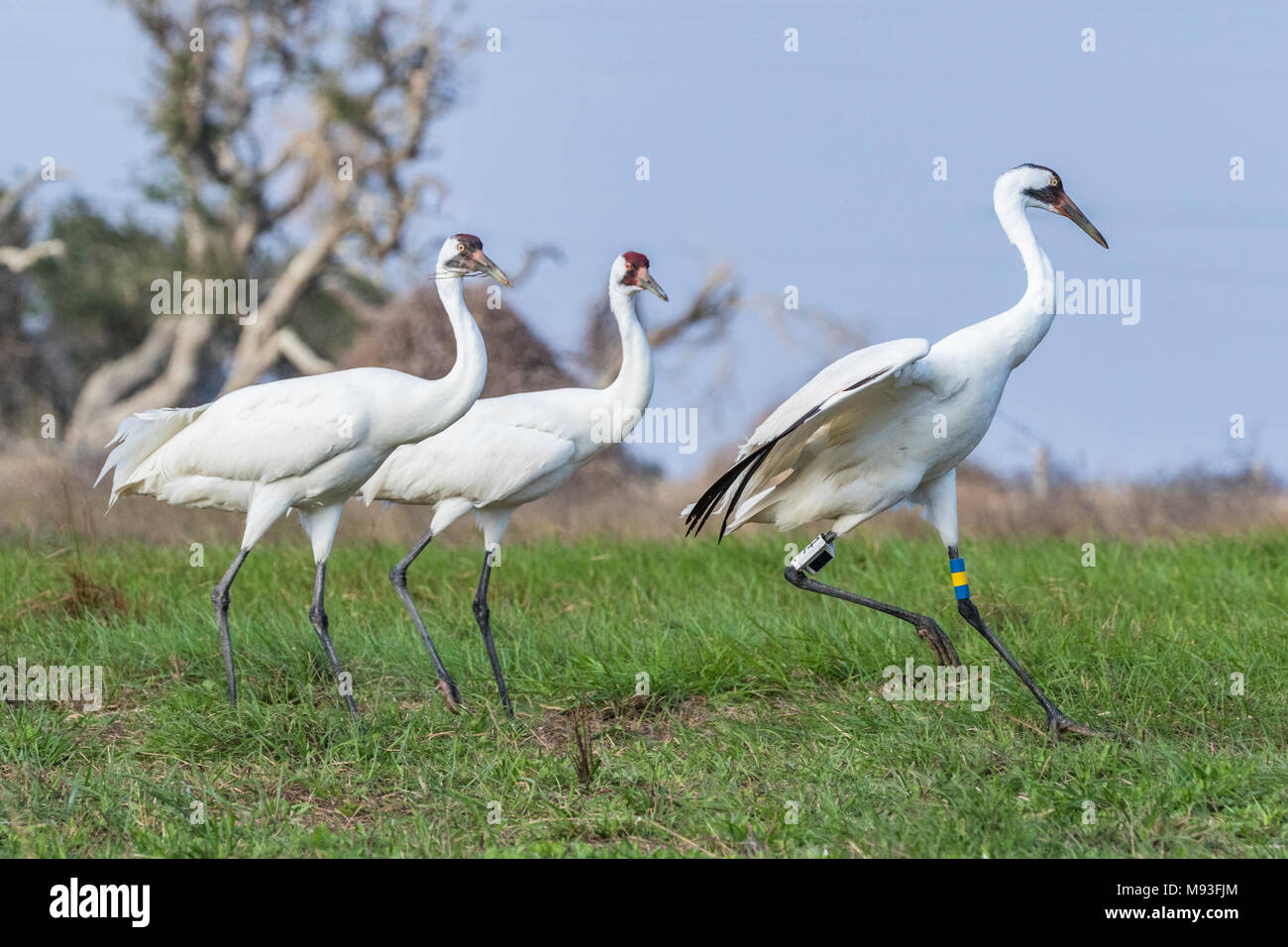 Whooping Cranes foraging near Aransas National Wildlife Refuge Stock Photo