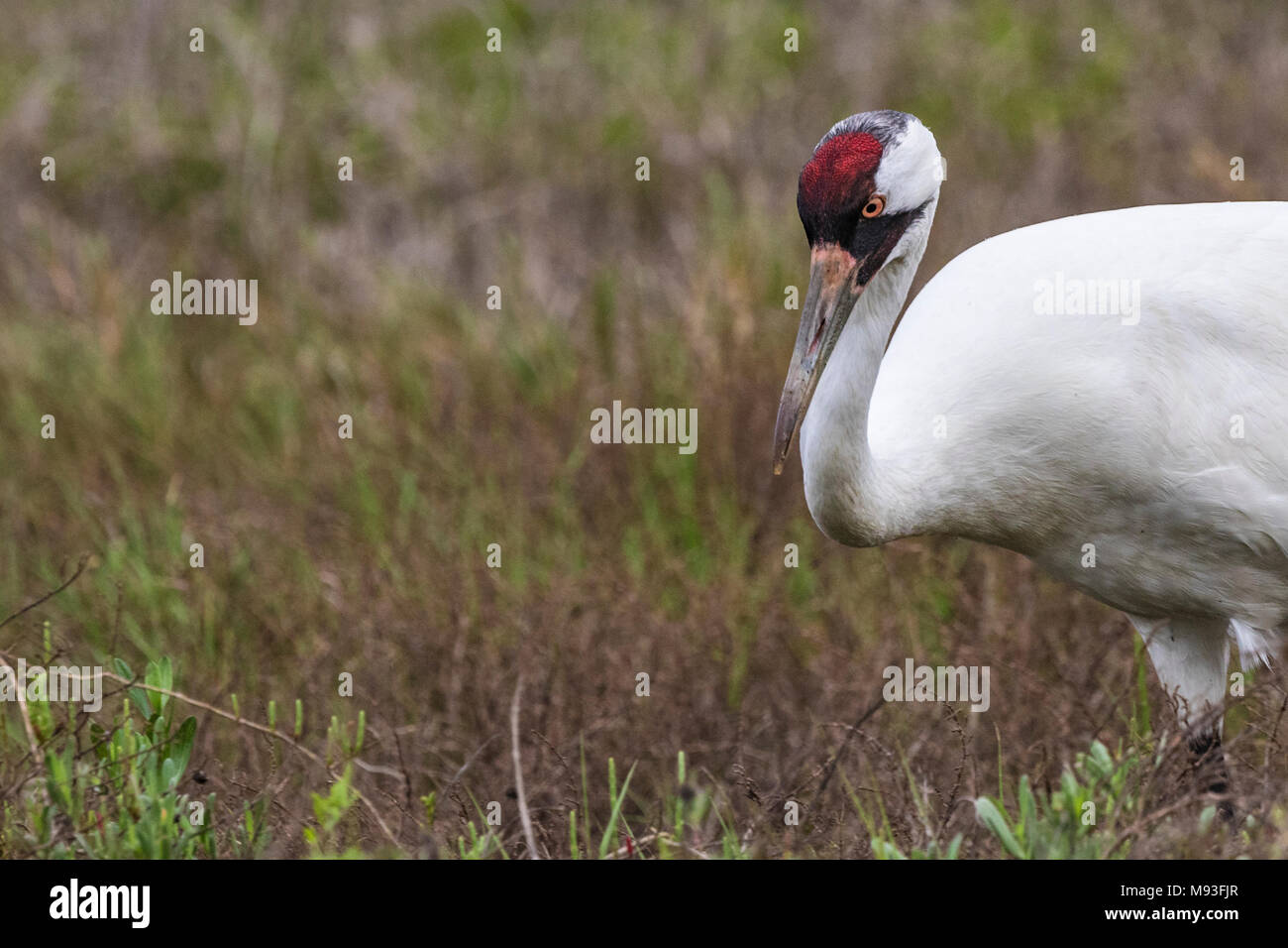 Whooping Cranes at Aransas National Wildlife Refuge in winter Stock Photo